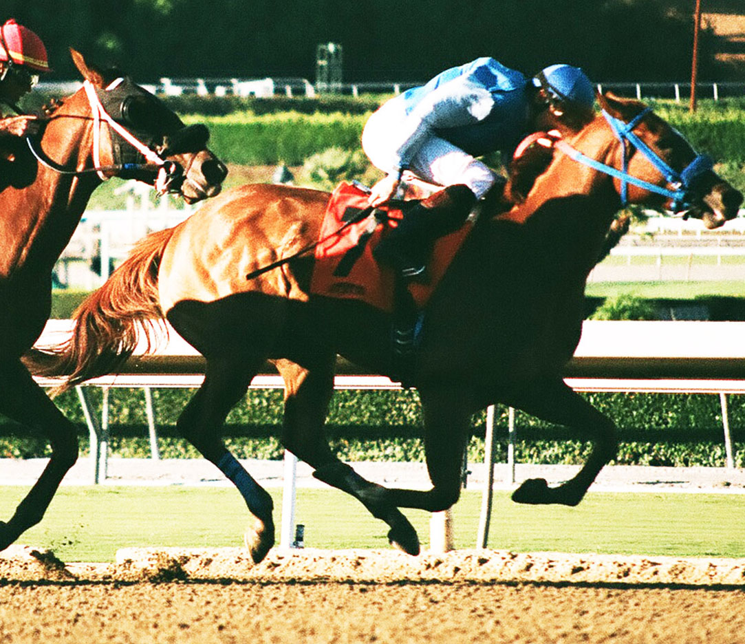 racehorse_smaller