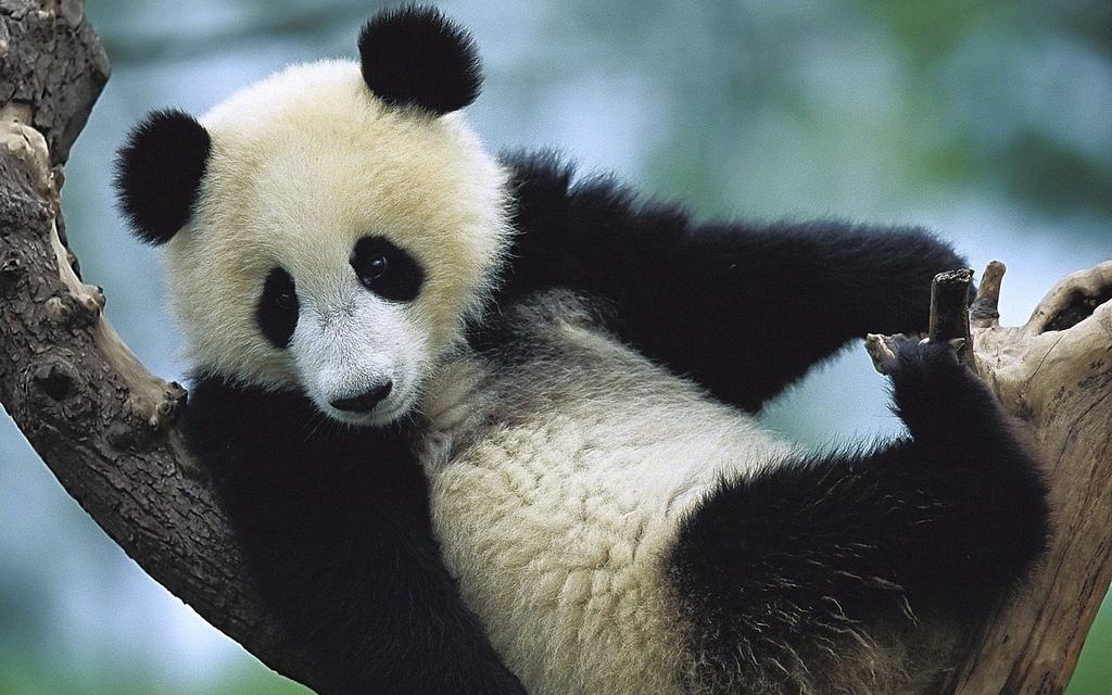 Saving The Pandas: One Association At A Time